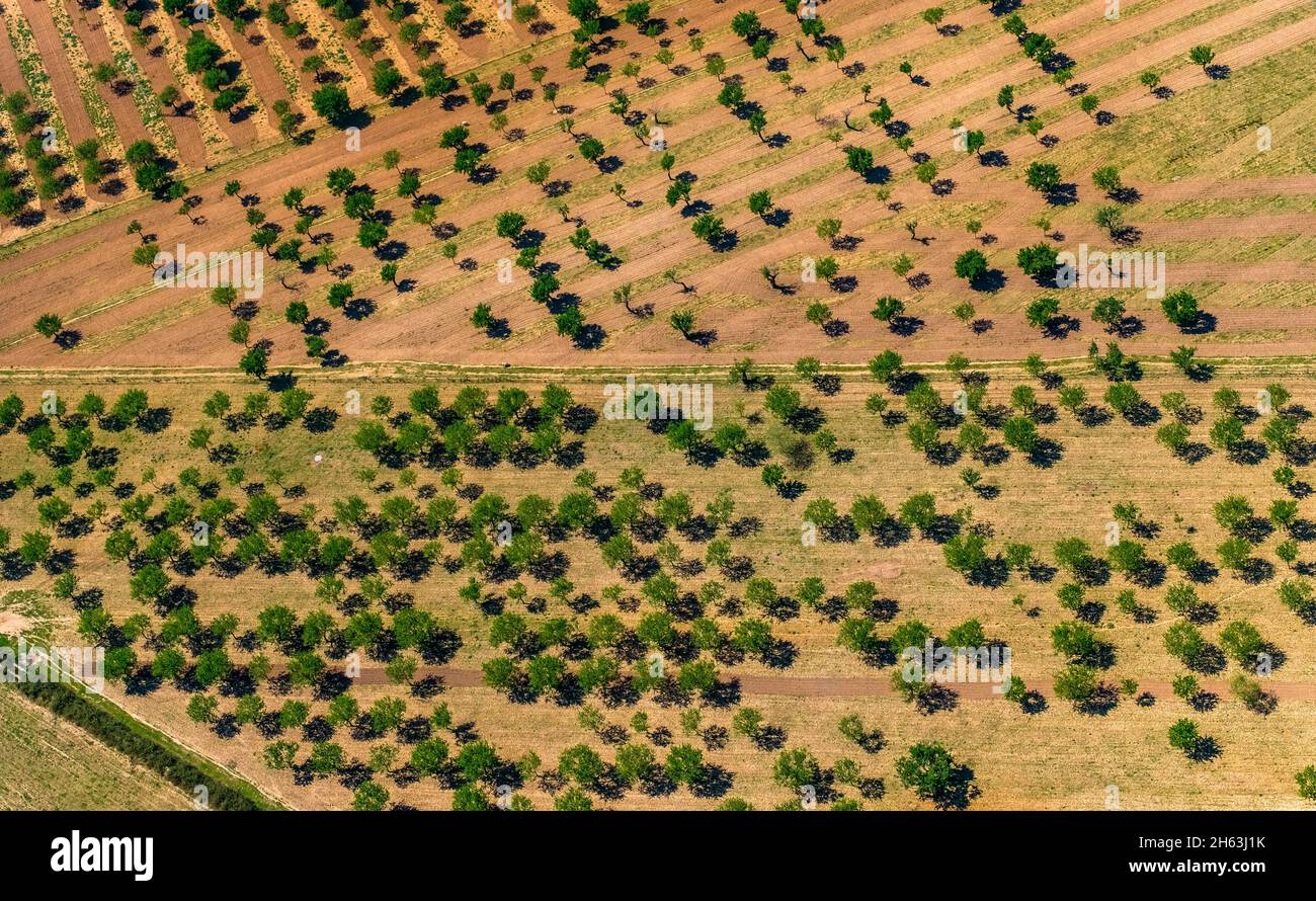 vue aérienne, oliviers et amandiers sur les champs labourés près de palma,son espanyol,majorque,iles baléares,baleares,espagne Banque D'Images