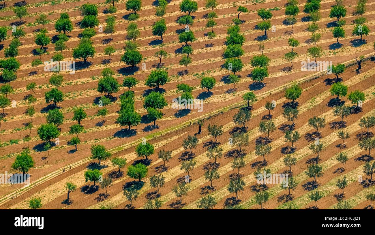 vue aérienne, oliviers et amandiers sur les champs labourés près de palma,son espanyol,majorque,iles baléares,baleares,espagne Banque D'Images