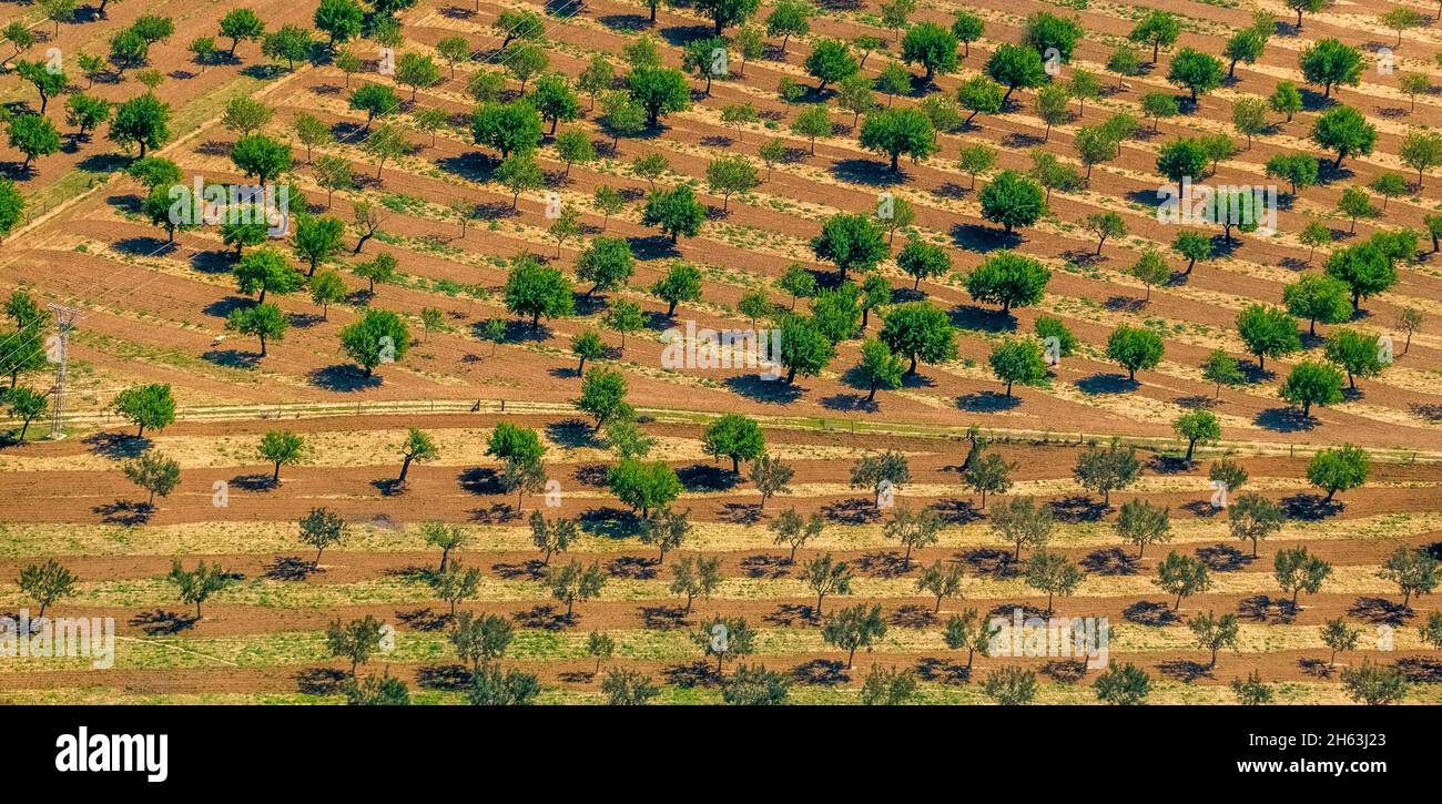 vue aérienne, oliviers et amandiers sur les champs labourés près de palma,son espanyol,majorque,iles baléares,baleares,espagne Banque D'Images