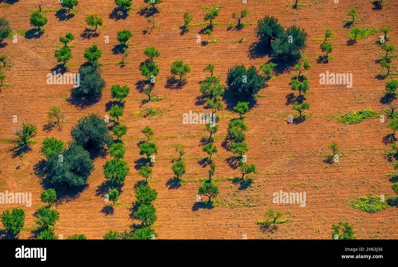 vue aérienne, olives mélangées et amandiers, formes graphiques, s'esgleieta, son espanyol, majorque, iles baléares, baléares, baleares, espagne Banque D'Images