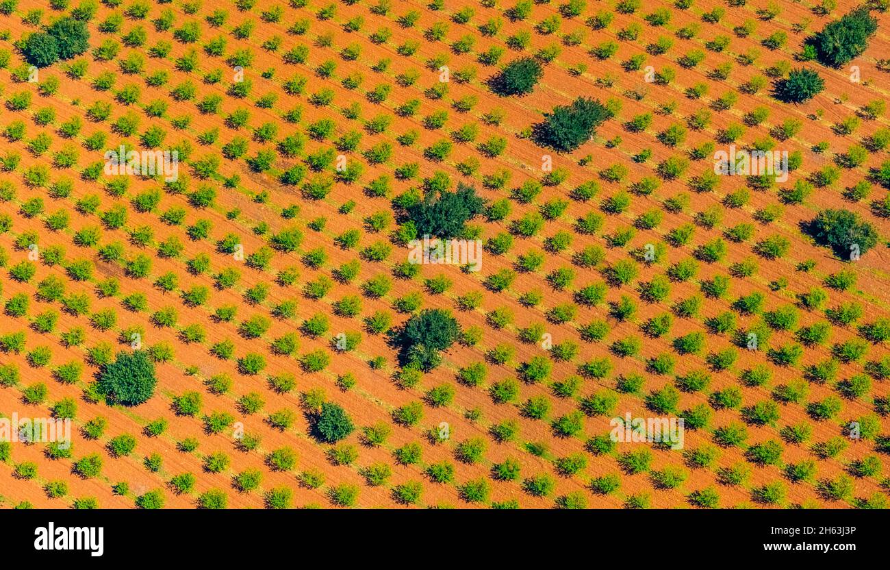 vue aérienne, olives mélangées et amandiers, formes graphiques, s'esgleieta, son espanyol, majorque, iles baléares, baléares, baleares, espagne Banque D'Images
