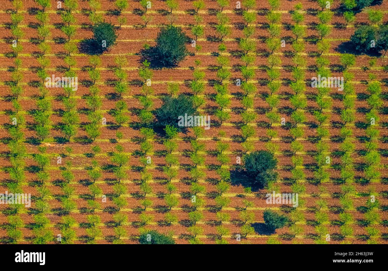 vue aérienne, olives mélangées et amandiers, formes graphiques, s'esgleieta, son espanyol, majorque, iles baléares, baléares, baleares, espagne Banque D'Images