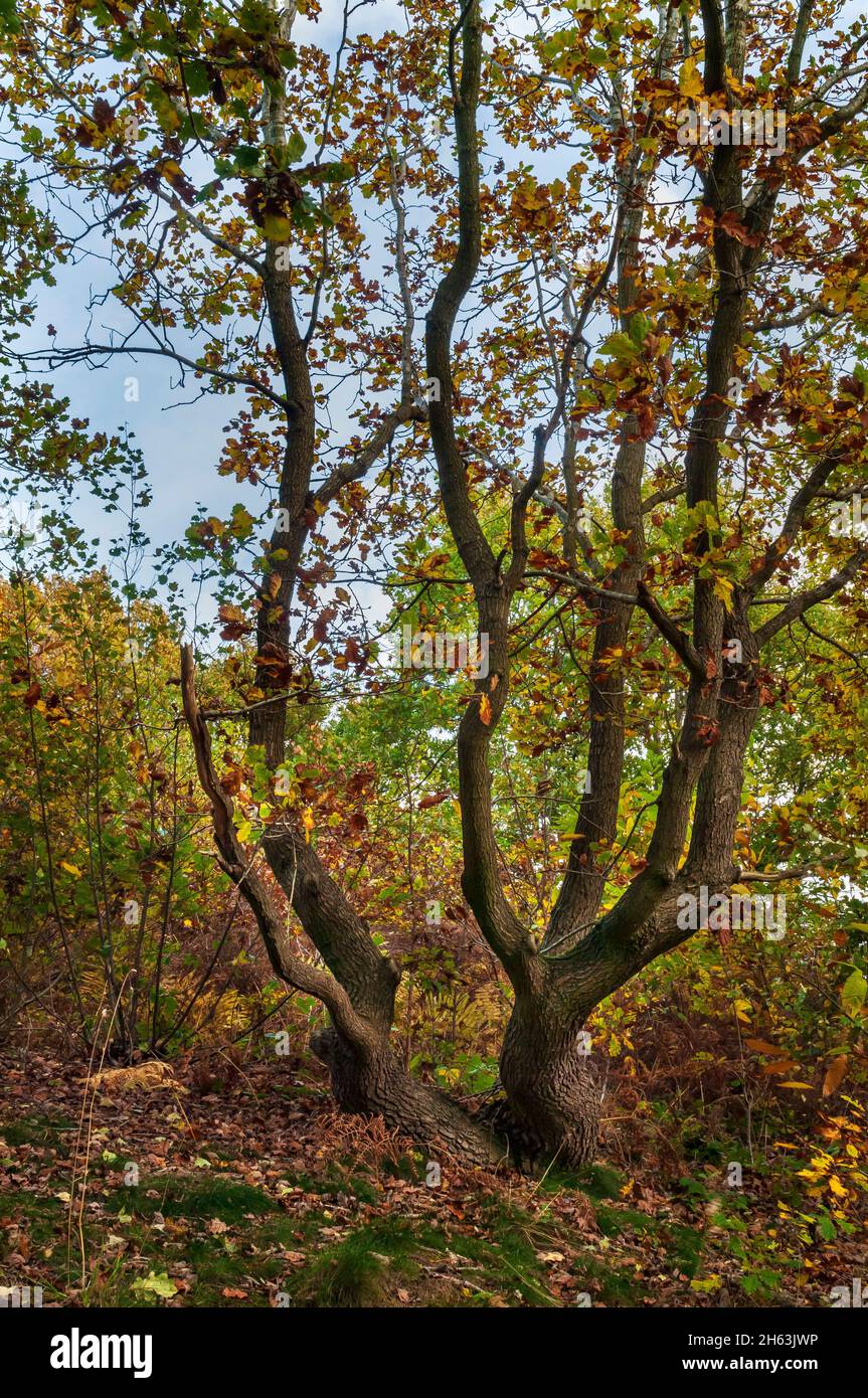 Petits chênes ensoleillés en automne sur le périmètre de la colline de Wincobank fort à Sheffield, dans le Yorkshire du Sud. Banque D'Images