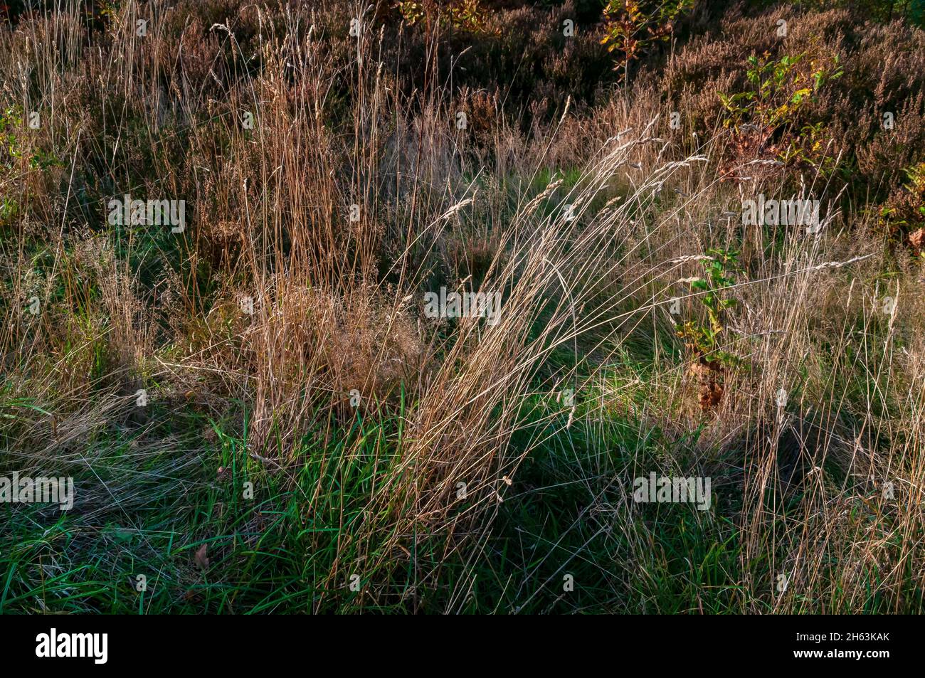 Fines longues tiges d'herbe soufflant dans le vent en plein soleil d'automne à Wincobank Wood, Sheffield, South Yorkshire. Banque D'Images