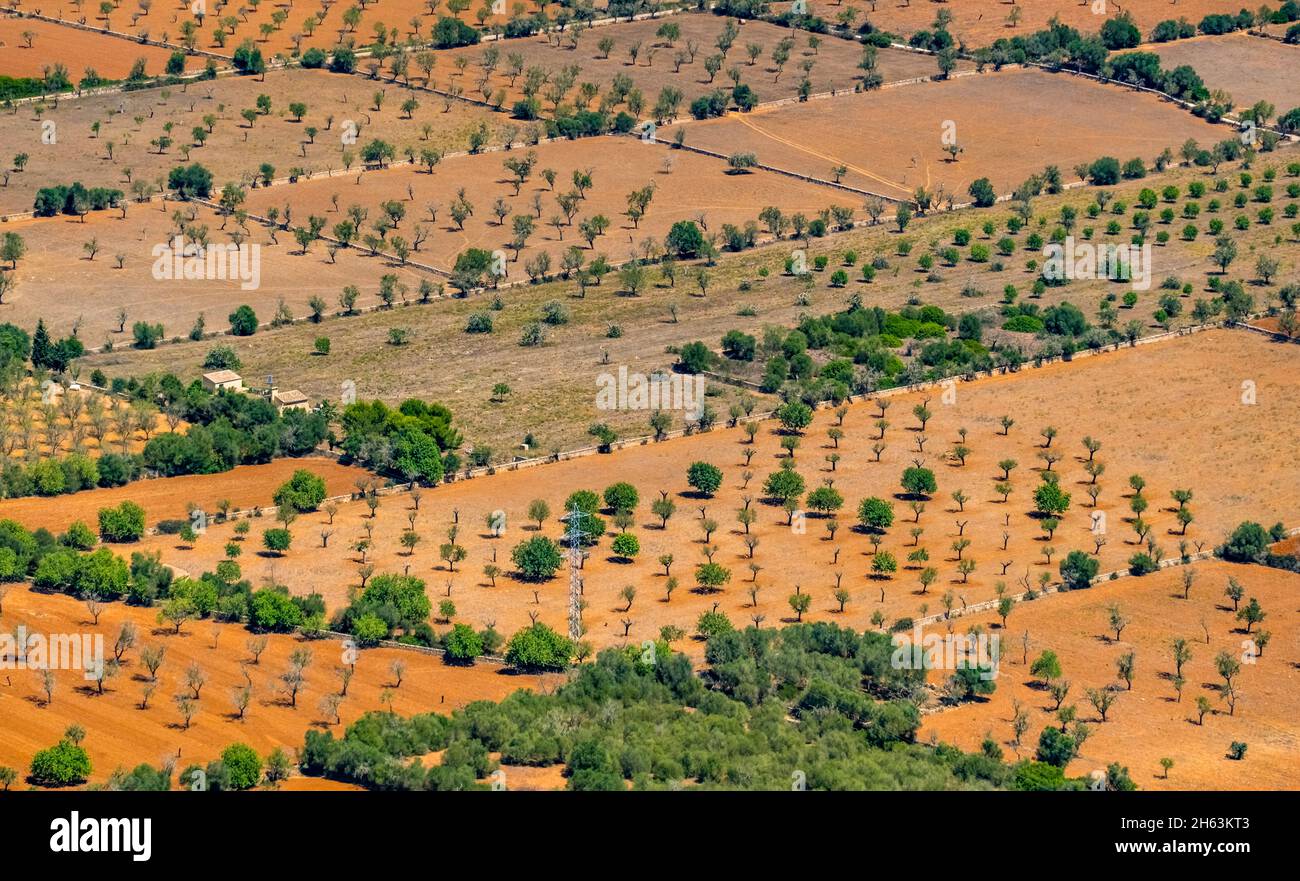 vue aérienne, champs agricoles avec arbres,campos,mallorca,iles baléares,espagne Banque D'Images