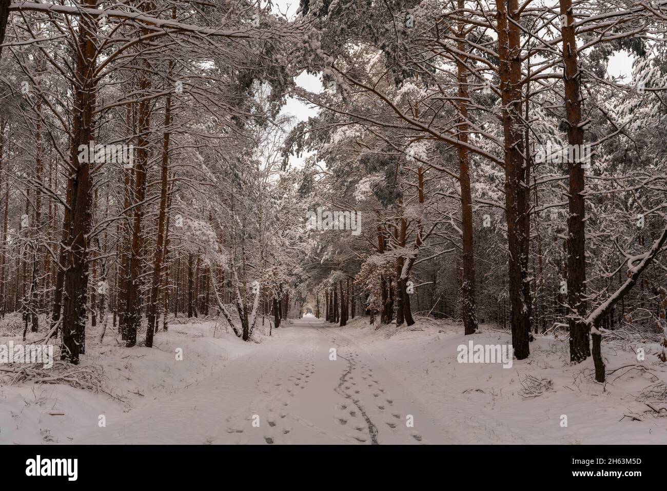 route forestière en hiver avec beaucoup de neige, arbres couverts de neige, paysage d'hiver Banque D'Images