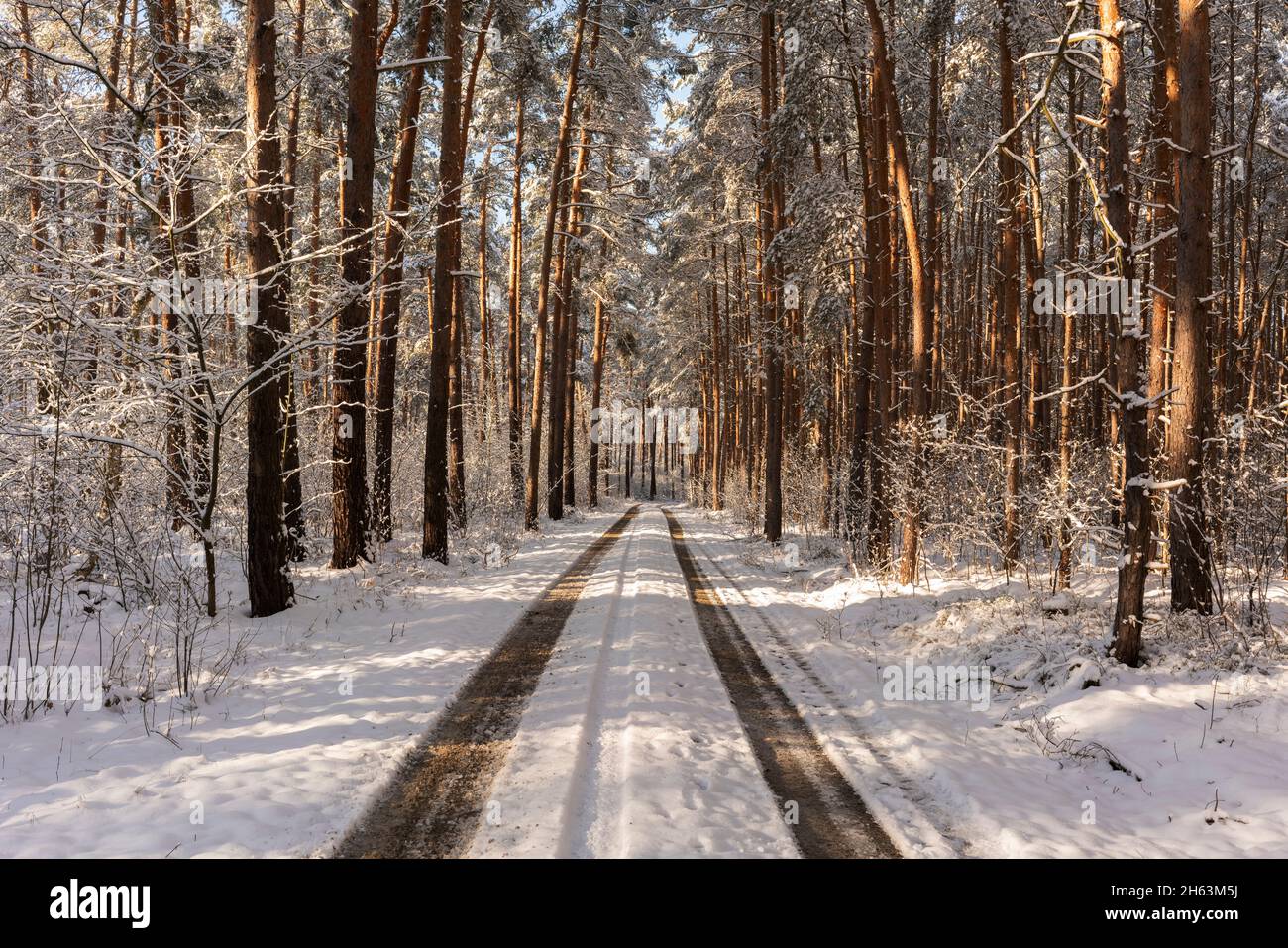 route forestière enneigée en hiver, arbres enneigés, paysage hivernal, lumière et ombres Banque D'Images