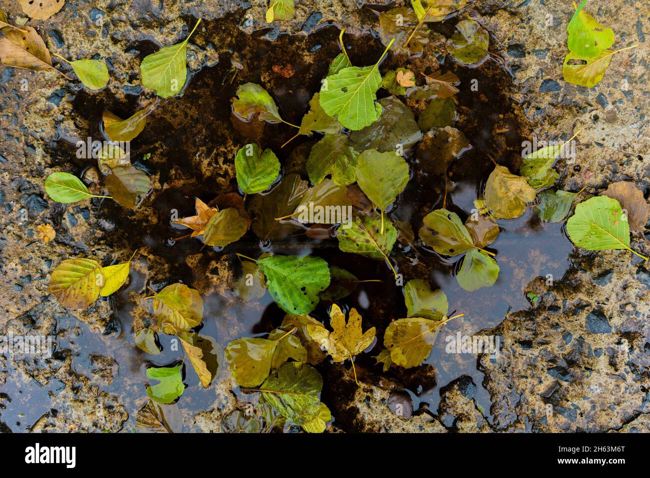 diverses feuilles d'arbre décolorées en automne dans une flaque sur une route en béton brisée Banque D'Images