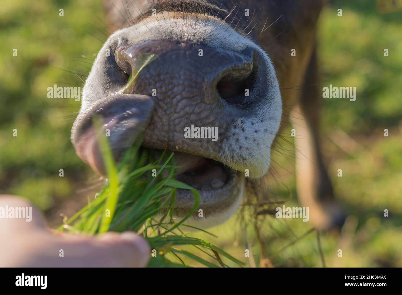 bétail mangeant de l'herbe sur un pâturage dans la bande,gros plan,allemagne. Banque D'Images bétail mangeant de l'herbe sur un pâturage dans la bande,gros plan,allemagne. Banque D'Images