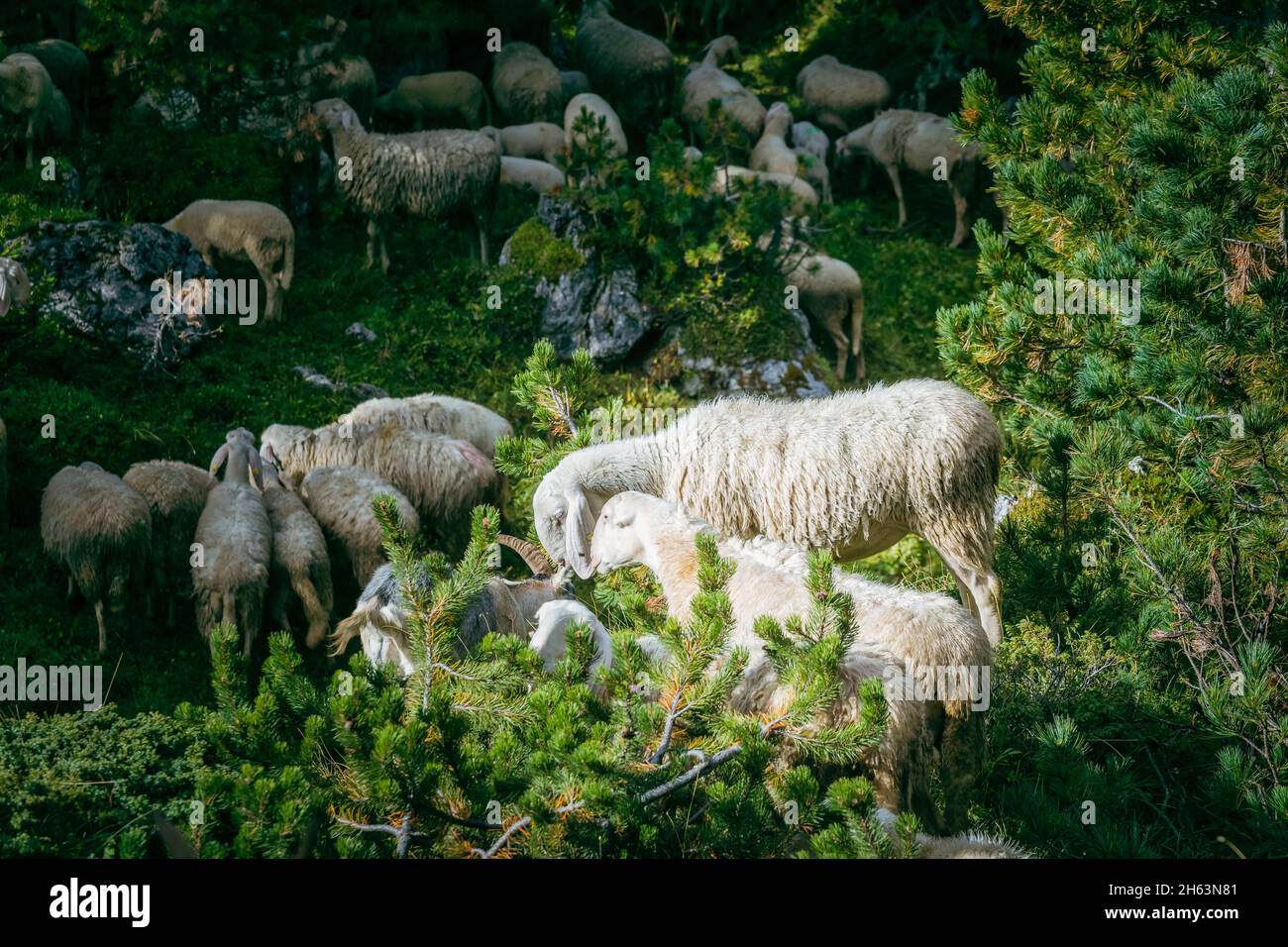 troupeau de moutons paître dans les montagnes, environnement alpin, dolomites,belluno,veneto,italie Banque D'Images