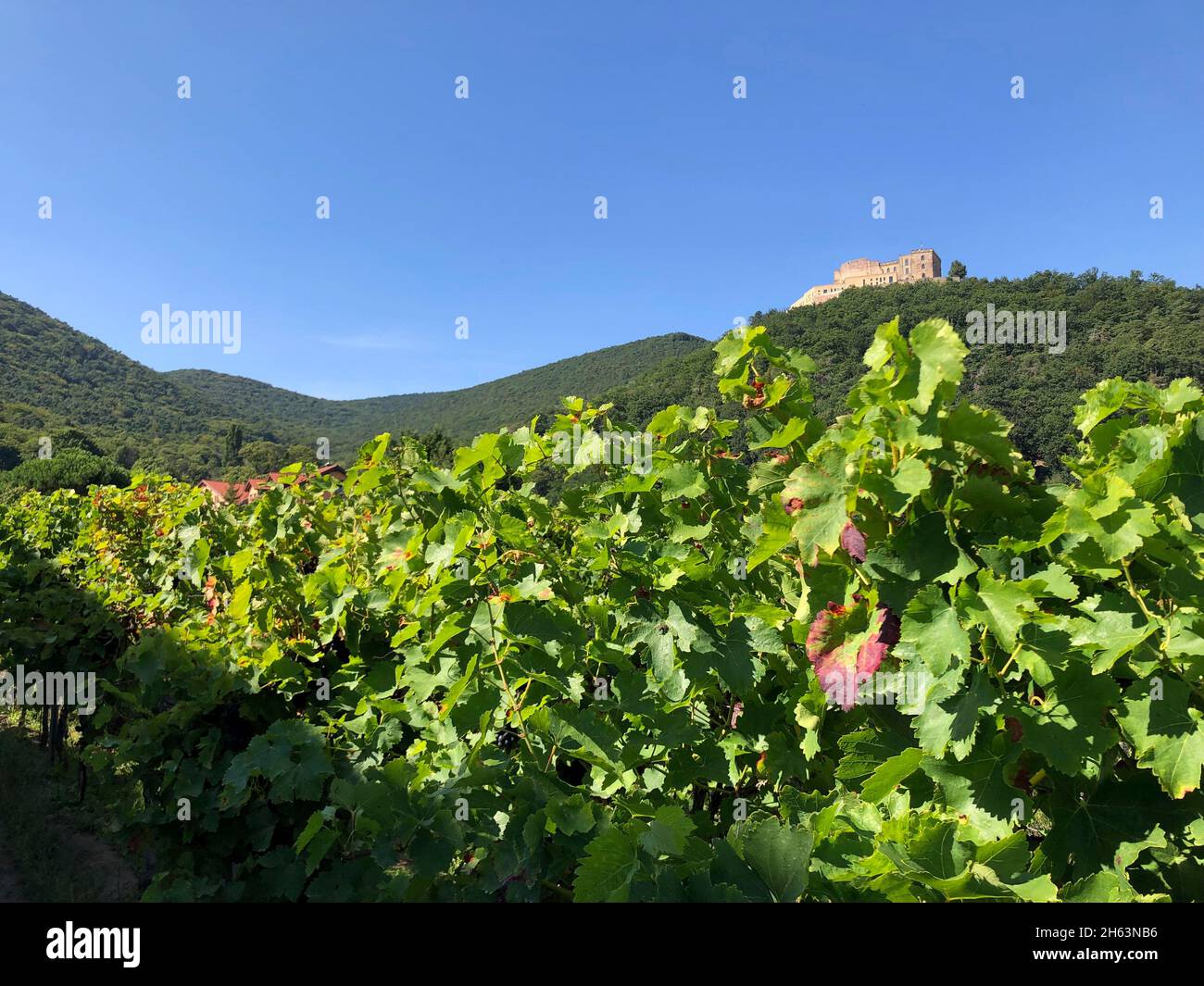 vue sur les vignobles au château de hambach, maikammer, forêt du palatinat, kalmit, nature, route des vins du sud, rhénanie-palatinat, allemagne Banque D'Images