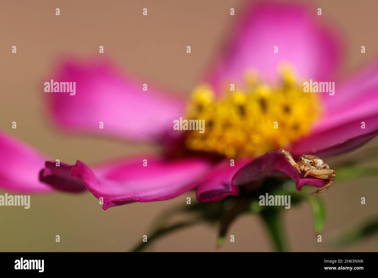 araignée de crabe (xysticus) sur un panier décoratif (cosmos bipinnatus) Banque D'Images