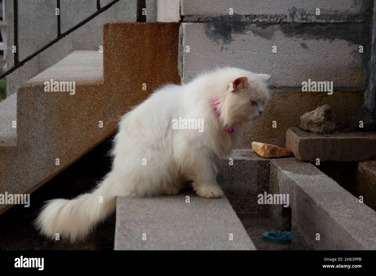 Chat persan blanc moelleux assis près des escaliers Banque D'Images