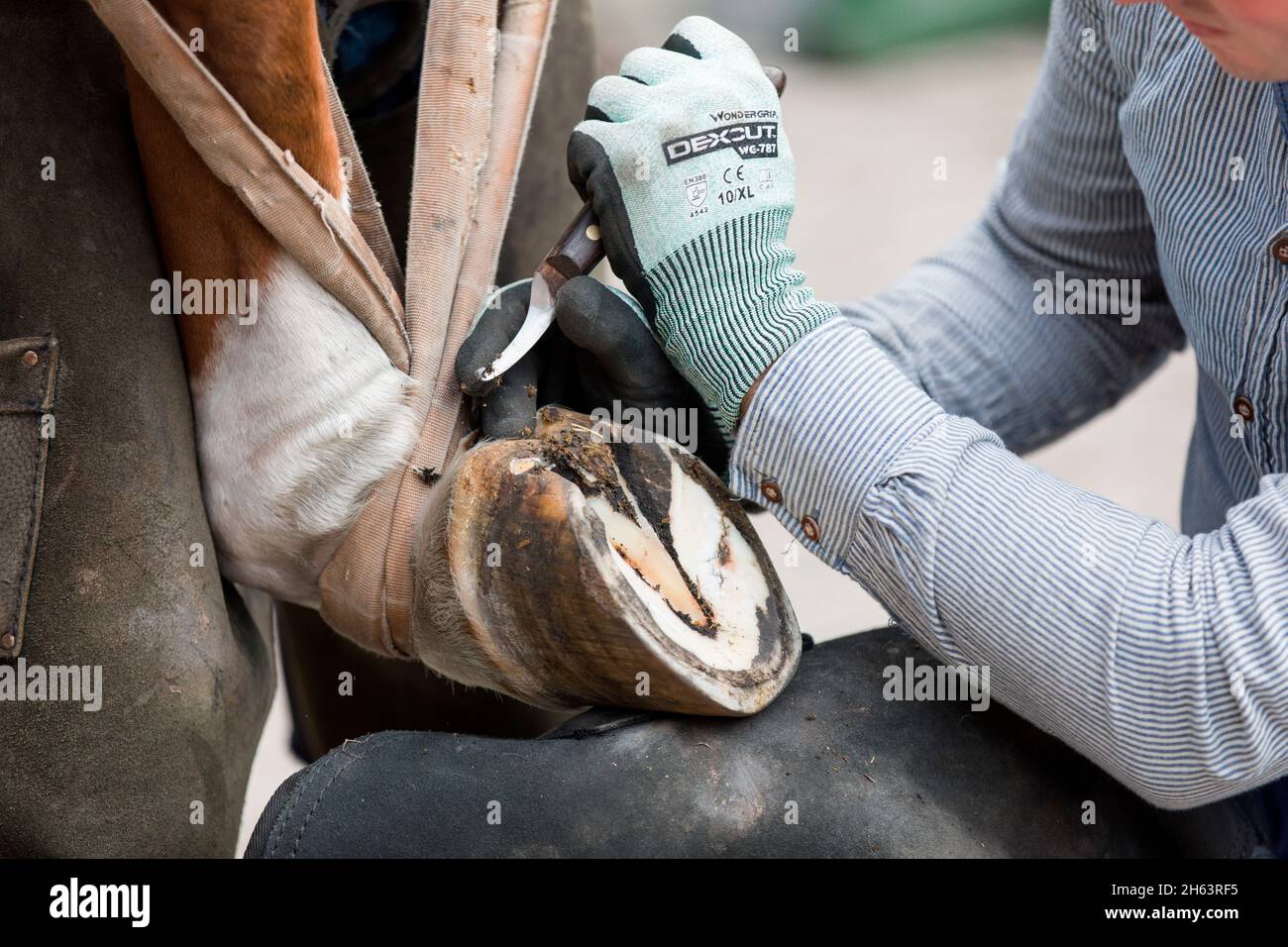 raquette de farrier un cheval,celle,basse-saxe,allemagne Banque D'Images