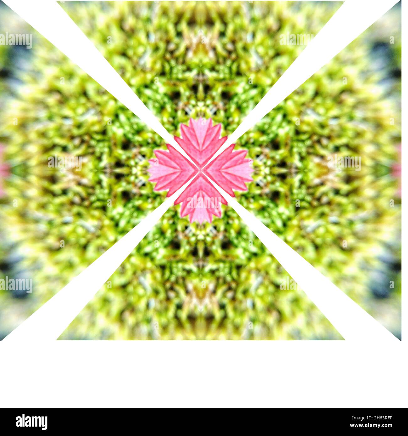 mousse, mandala, feuilles, centre Banque D'Images