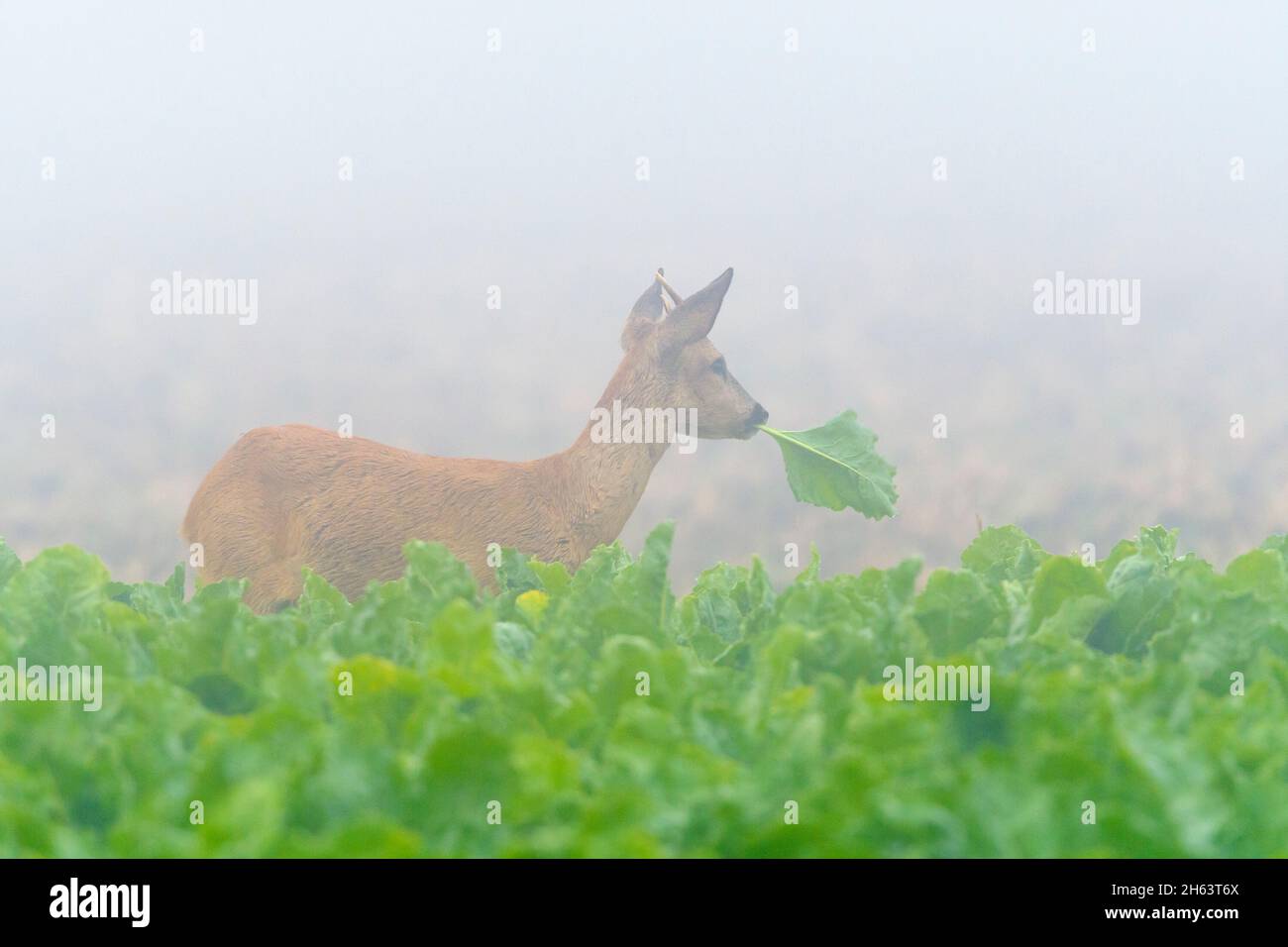 roe buck (caperolus caperolus) dans le brouillard dans un champ de betterave,août,été,hesse,allemagne Banque D'Images