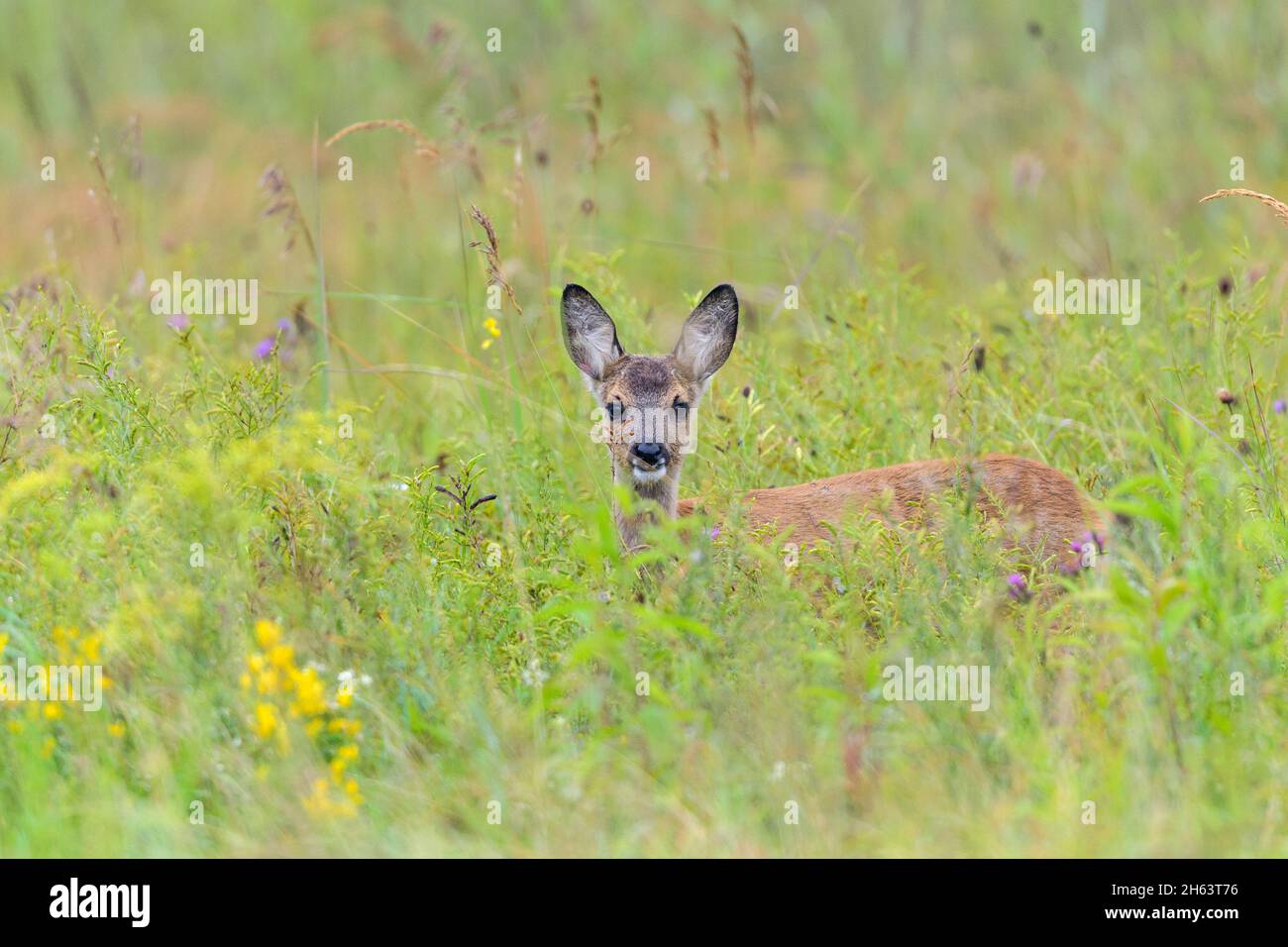 fauve (capriolus capriolus) dans un pré,août,été,hesse,allemagne,europe Banque D'Images