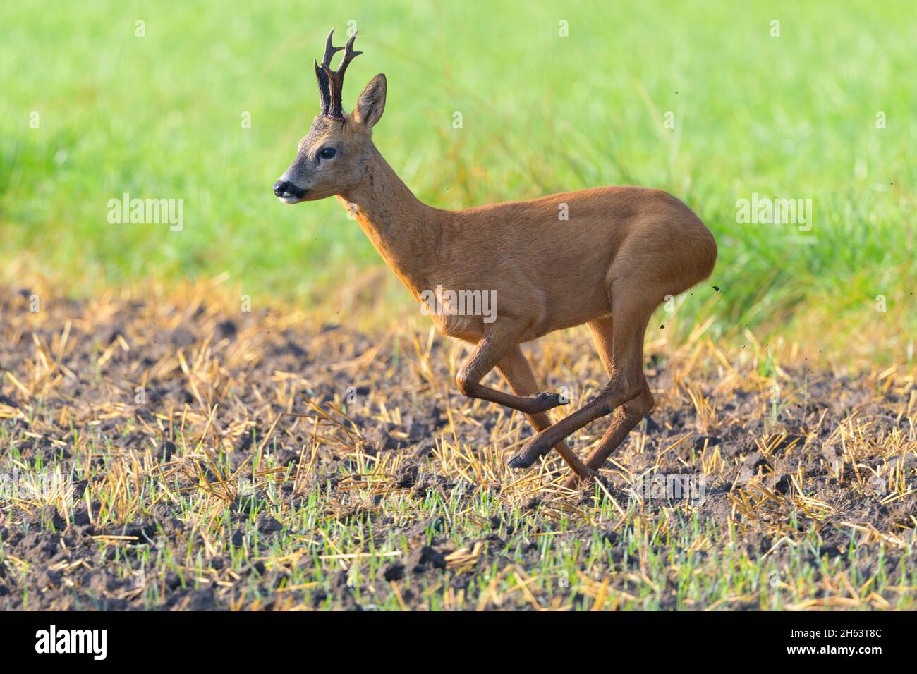 exécution de roebuck (capreolus catreolus) sur un champ de chaume,août,été,hesse,allemagne,europe Banque D'Images