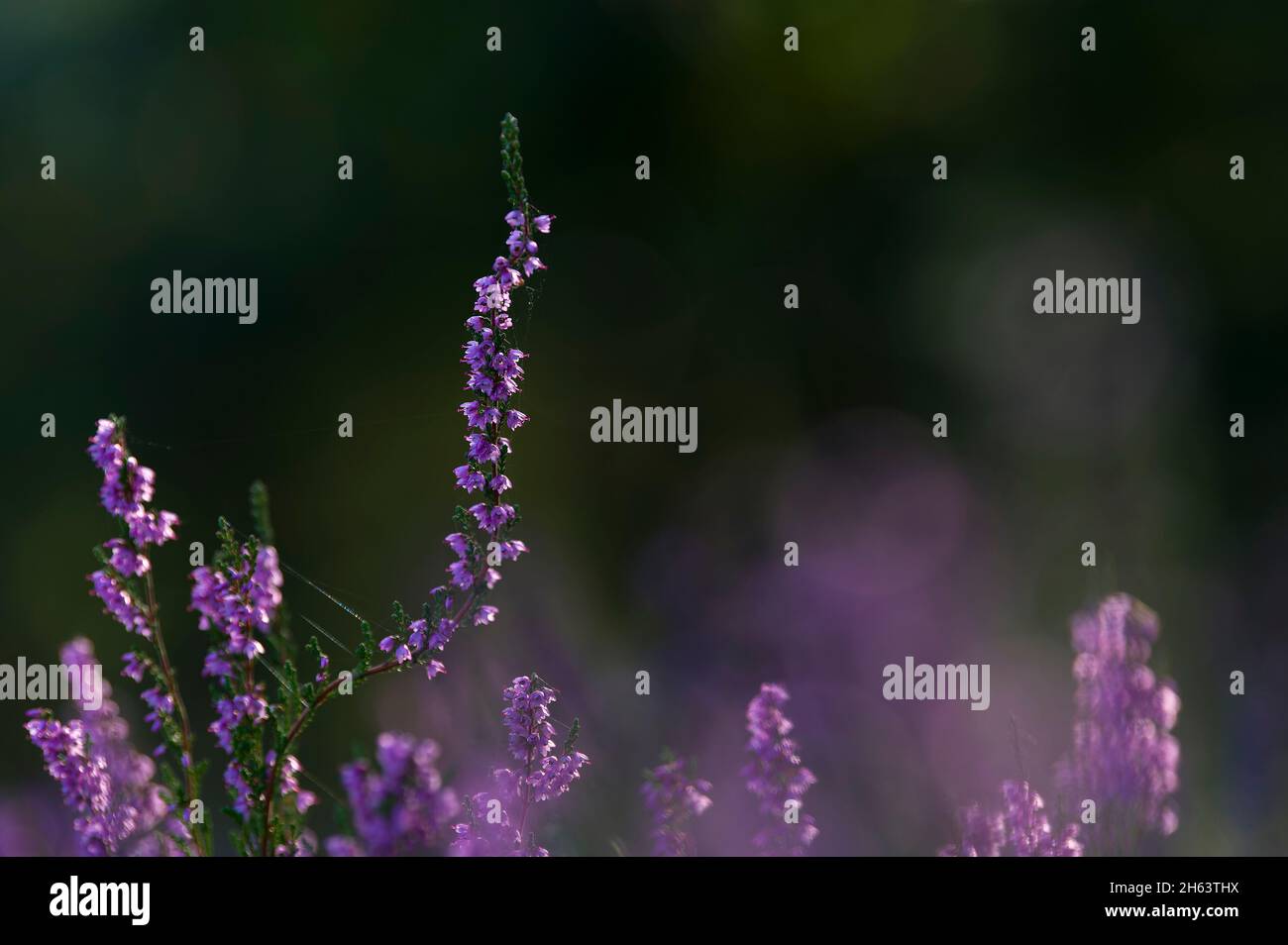 fleurs de bruyère commune (calluna vulgaris) brillent dans la lumière du matin, behringer heide, réserve naturelle près de behringen près de bispingen, parc de santé de lüneburg, allemagne, basse-saxe Banque D'Images