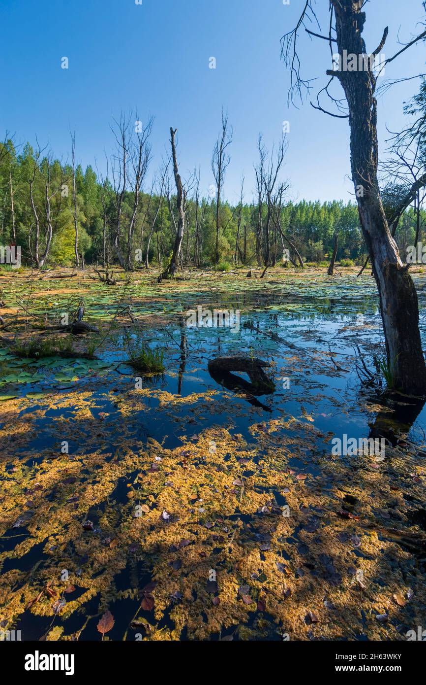 zitny ostrov (grande île de seigle,große schüttinsel),anabranch,bras du danube, arbres morts dans dunajske luhy (plaines inondables du danube),slovaquie Banque D'Images