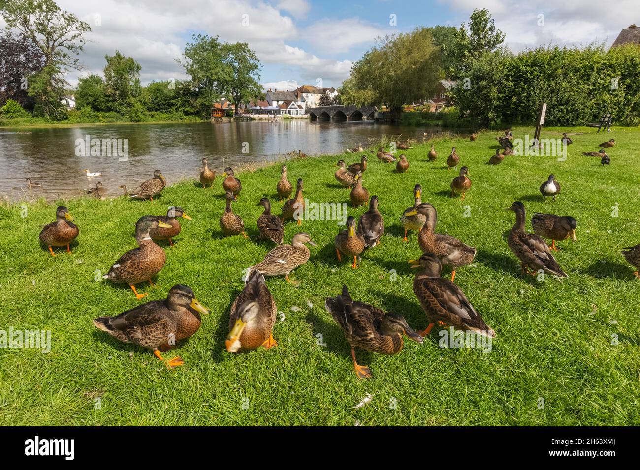 angleterre,hampshire,la nouvelle forêt,fordingbridge,vue sur la ville et pêche à la mouche dans la rivière avon Banque D'Images