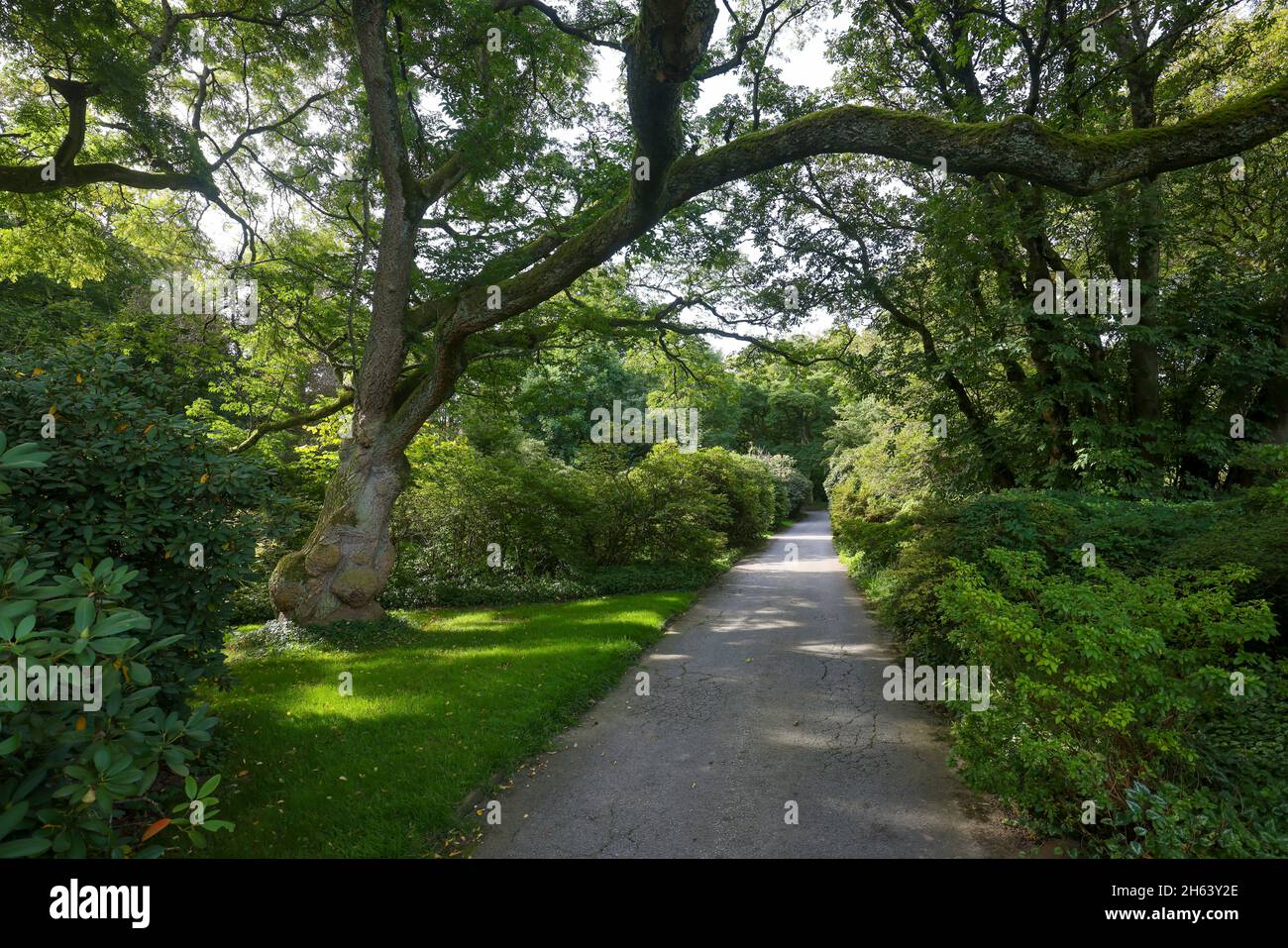 essen, rhénanie-du-nord-westphalie, allemagne - weg im grugapark, un parc à essen, a émergé de la première grande exposition horticole de la région de la rirland en 1929, a été la zone de parc de l'exposition horticole fédérale en 1965. Banque D'Images