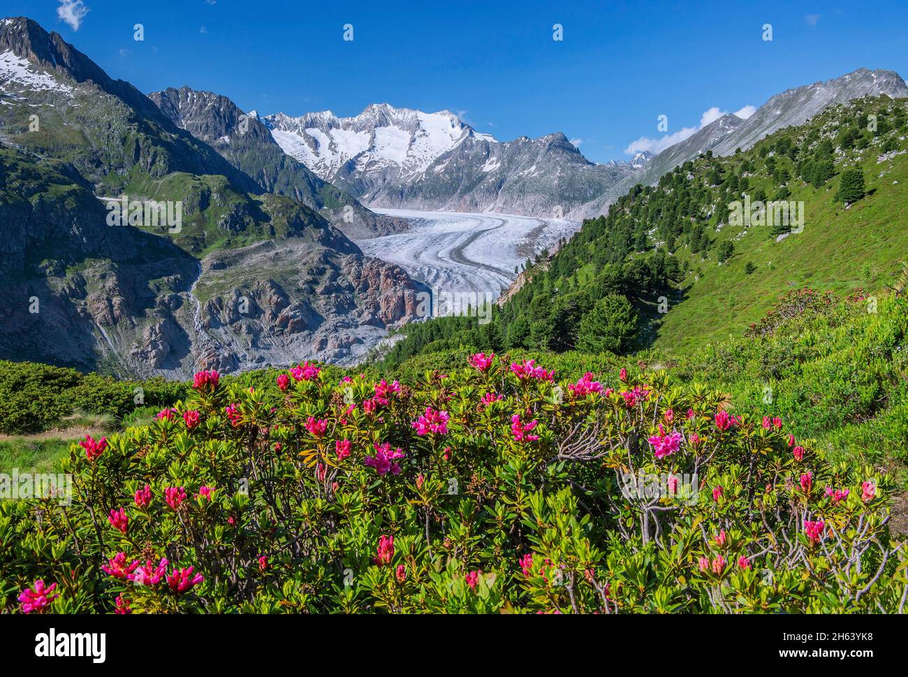 la rose alpine s'épanouit au-dessus du grand glacier d'aletsch contre le wannenhorn 3906m dans la région d'aletsch zone de randonnée, riederalp, alpes bernoises, valais, suisse Banque D'Images