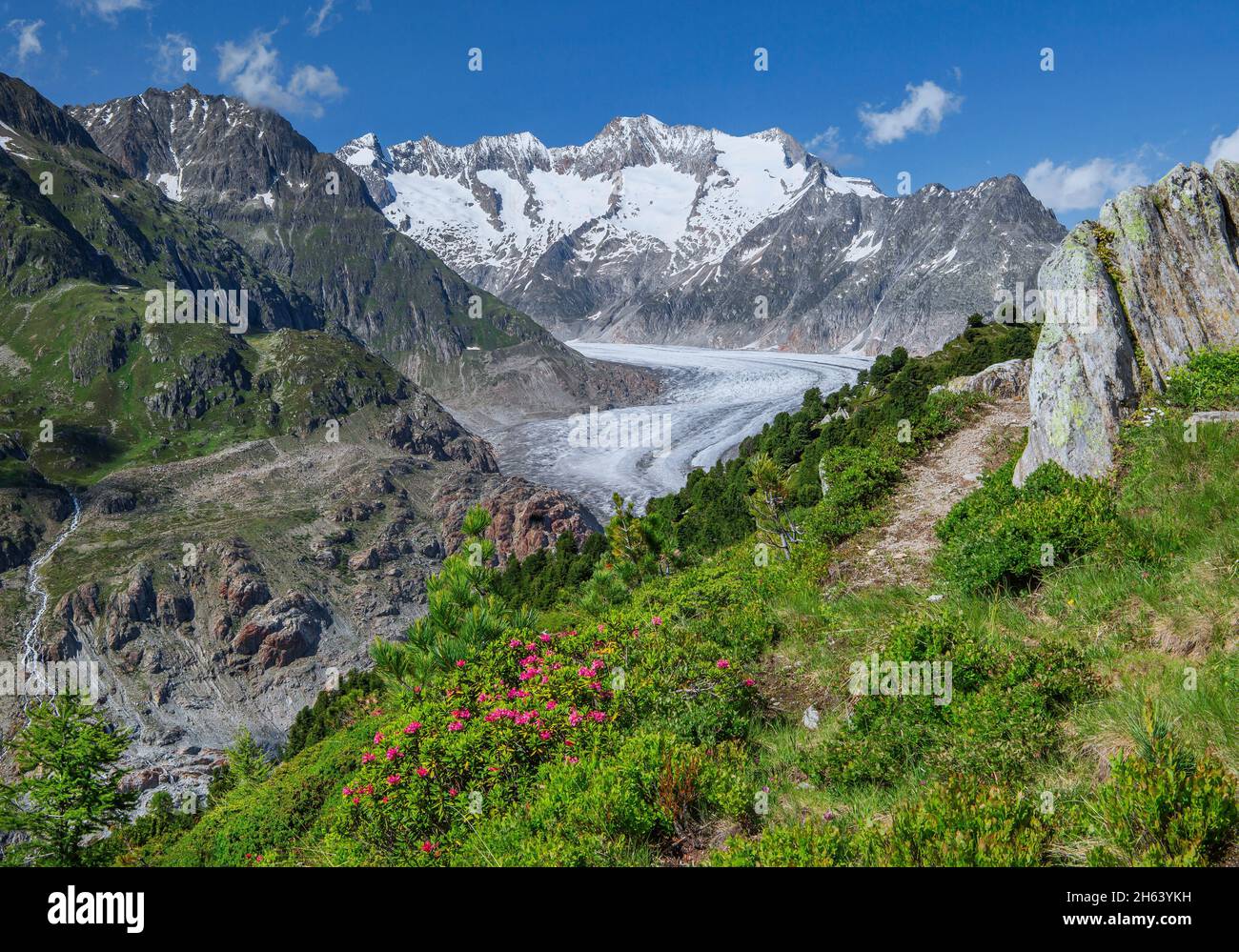 la rose alpine s'épanouit au-dessus du grand glacier d'aletsch contre le wannenhorn 3906m dans la région d'aletsch zone de randonnée, riederalp, alpes bernoises, valais, suisse Banque D'Images