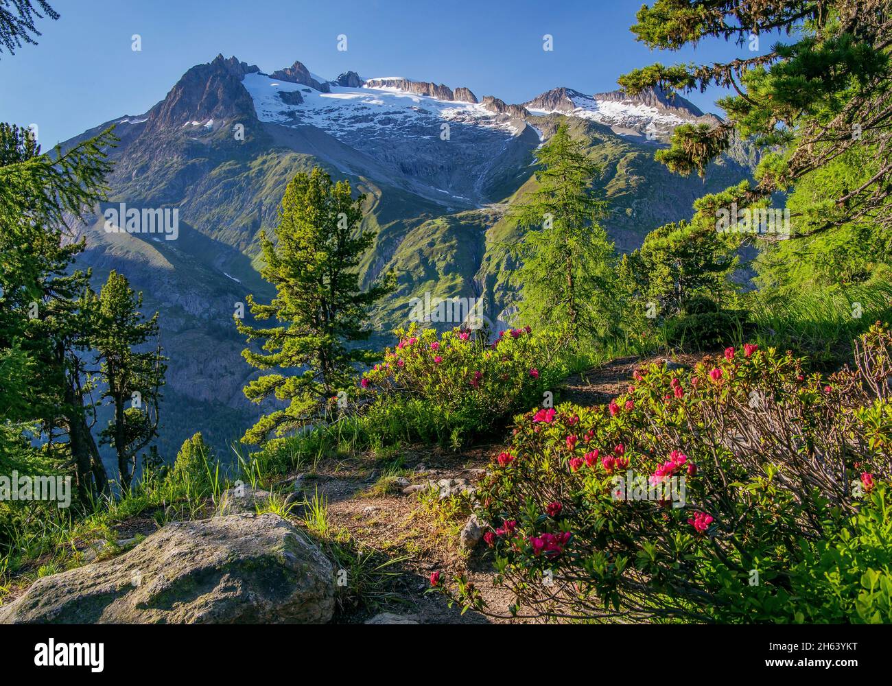 roses alpines en fleurs dans la région d'aletsch zone de randonnée contre aletschhorn 4193m,riederalp,valais alpes,valais,suisse Banque D'Images