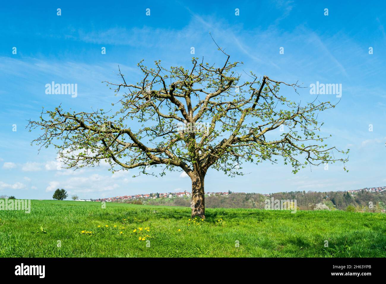 allemagne,bade-wurtemberg,neckartenzlingen,pommier sur un pré de verger au printemps après la coupe de l'arbre. Banque D'Images