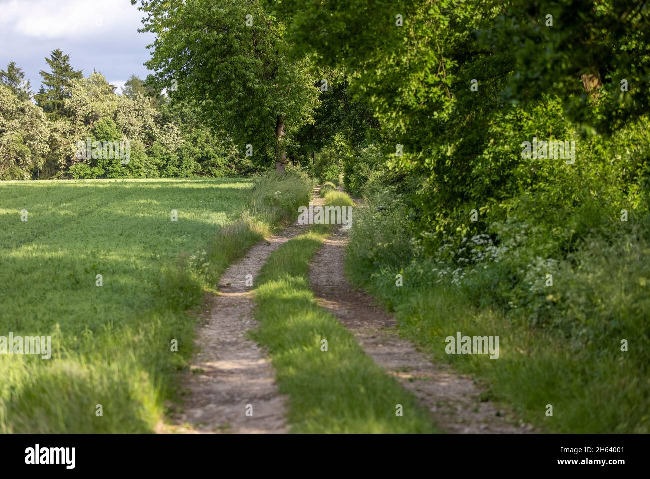 chemin idyllique en bordure du champ en été Banque D'Images