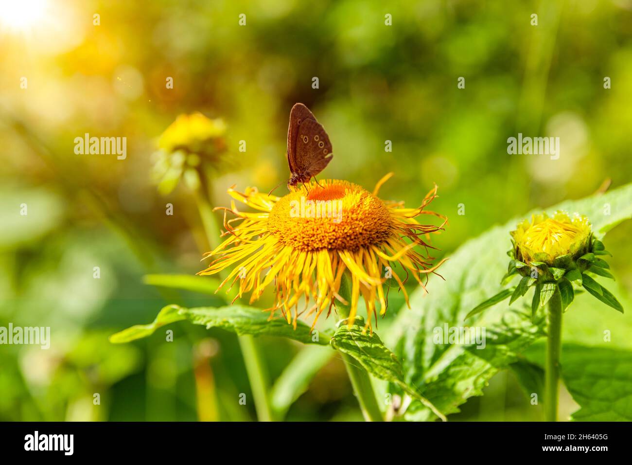 papillon sur une fleur d'éléphant jaune Banque D'Images