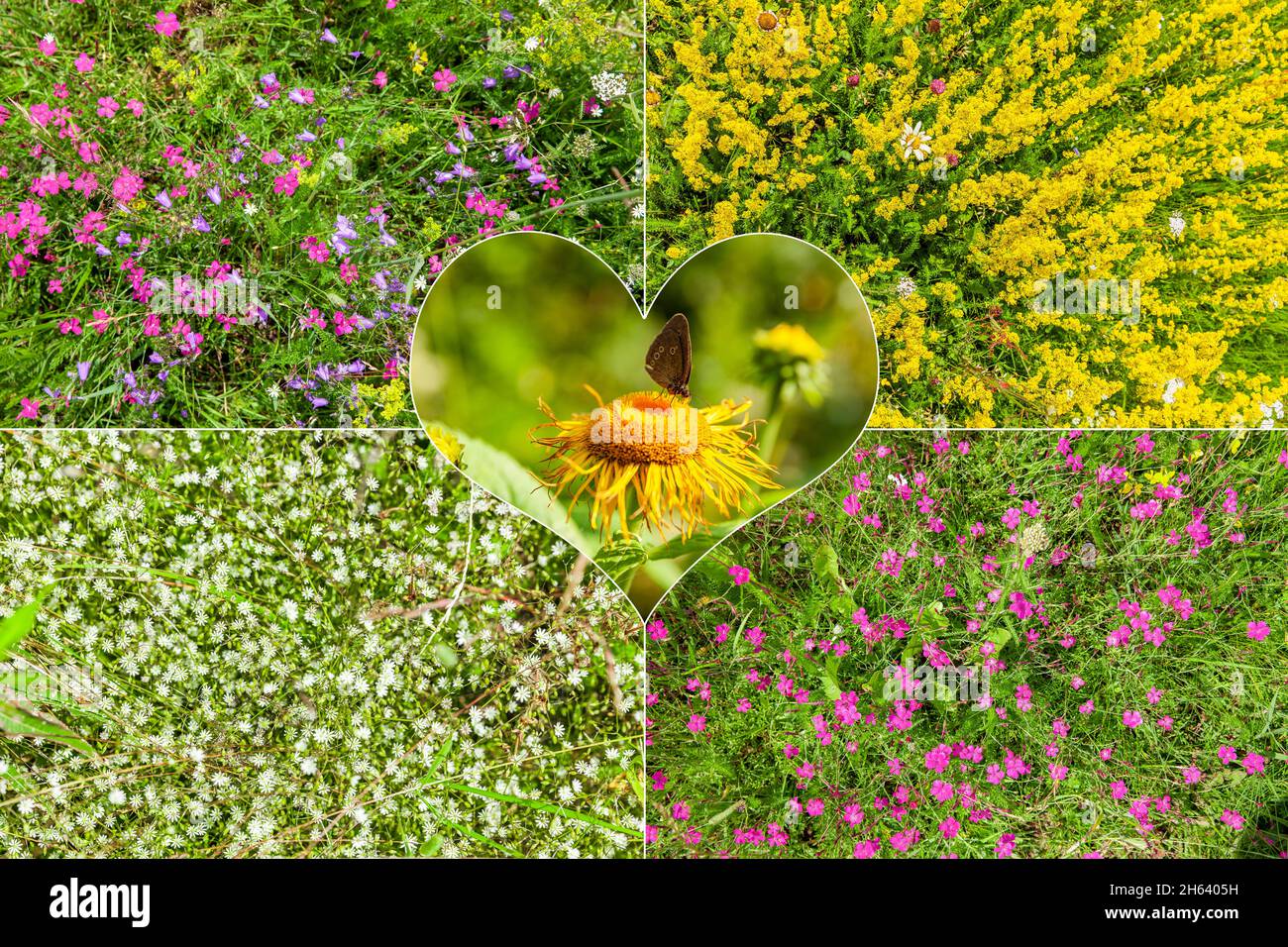 carte postale avec différentes fleurs sauvages Banque D'Images