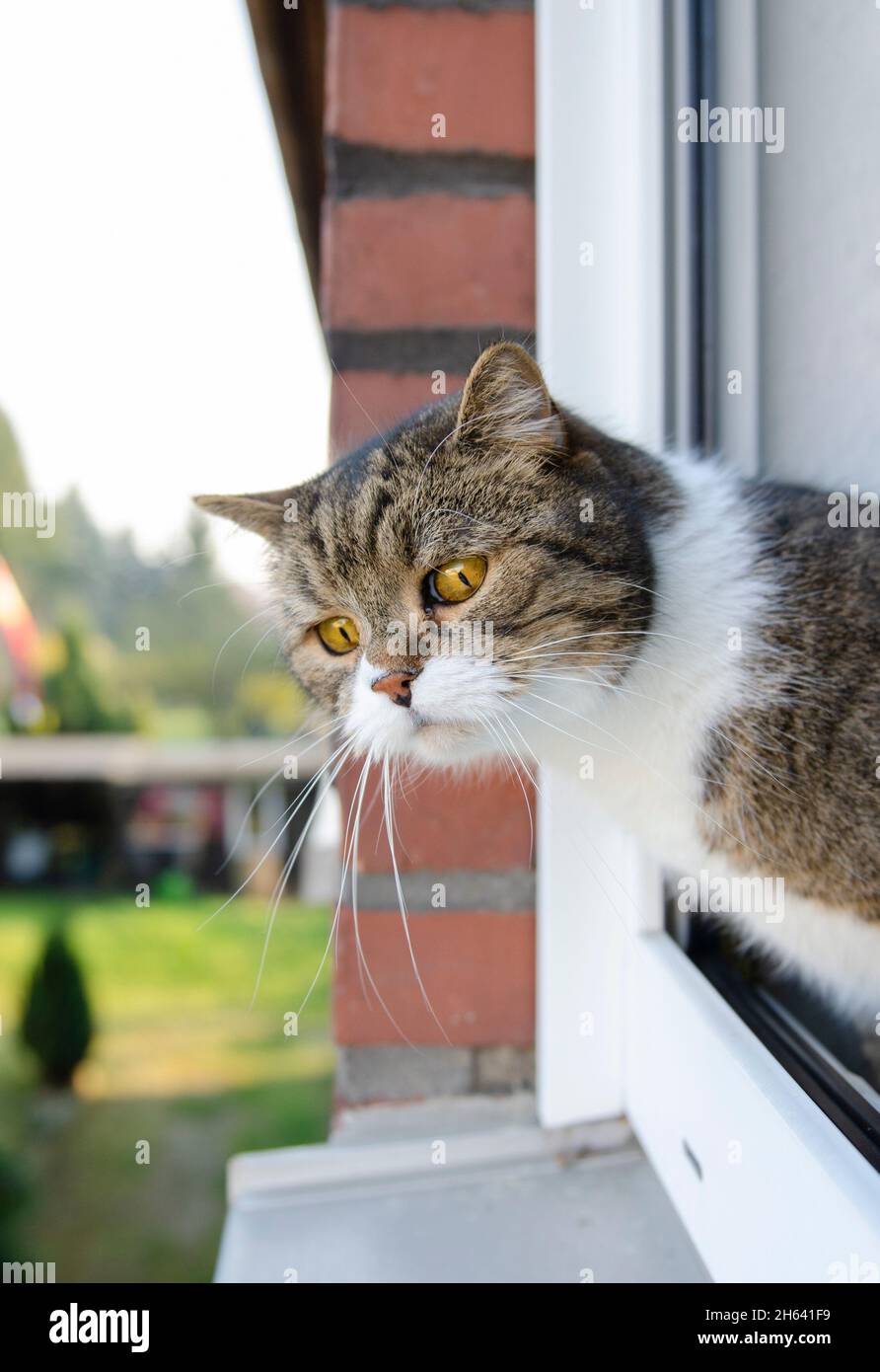 curieux tabby blanc chat regardant par la fenêtre ouverte Banque D'Images