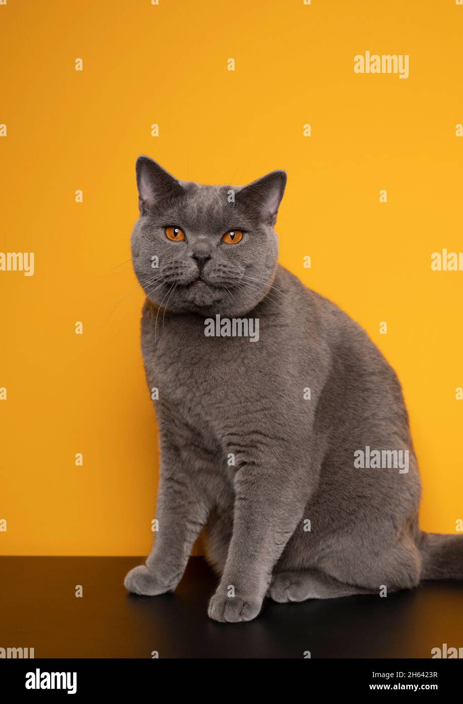 british shorthair bleu chat assis sur une table noire devant un fond jaune avec un espace de copie Banque D'Images