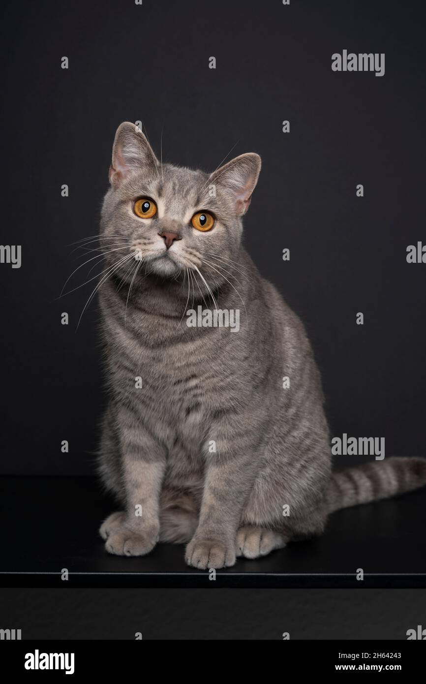 joli tabby british shorthair chat assis sur une table noire devant un fond noir Banque D'Images