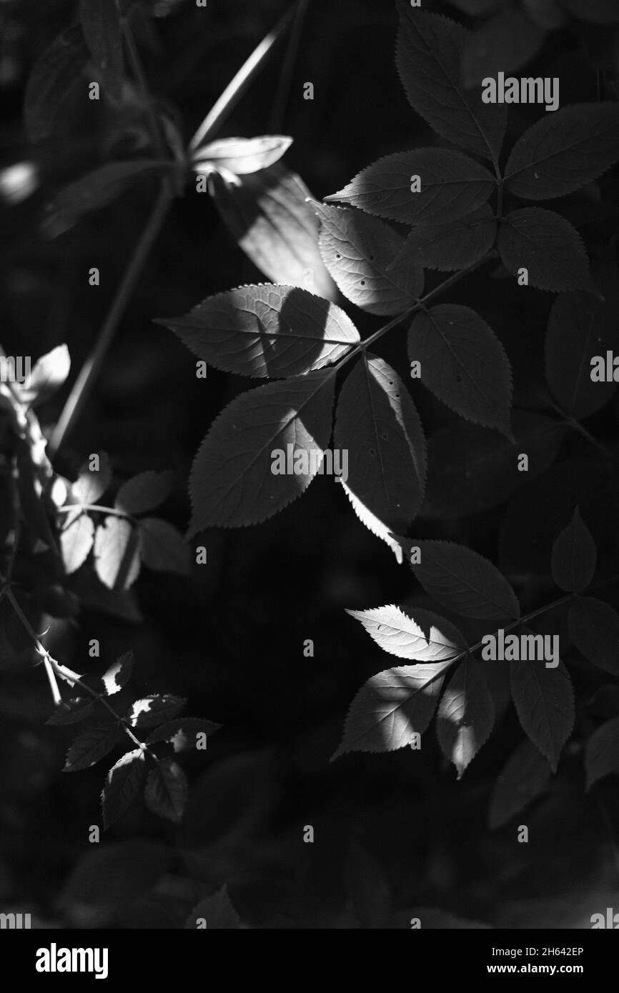 jeu de lumière et d'ombre sur les feuilles dans le jardin Photo Stock -  Alamy