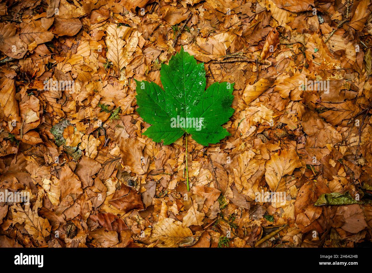 feuille d'érable verte dans les feuilles d'automne sur le sol Banque D'Images
