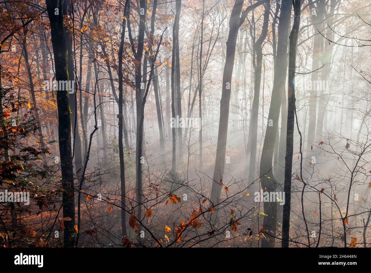Brouillard tôt le matin dans la forêt nationale de Pisgah, Brevard, Caroline du Nord, États-Unis Banque D'Images