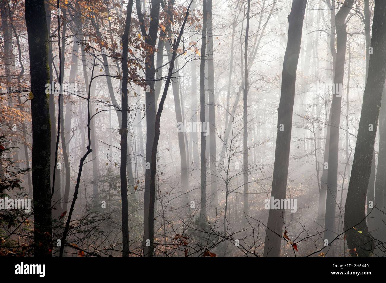 Brouillard tôt le matin dans la forêt nationale de Pisgah, Brevard, Caroline du Nord, États-Unis Banque D'Images