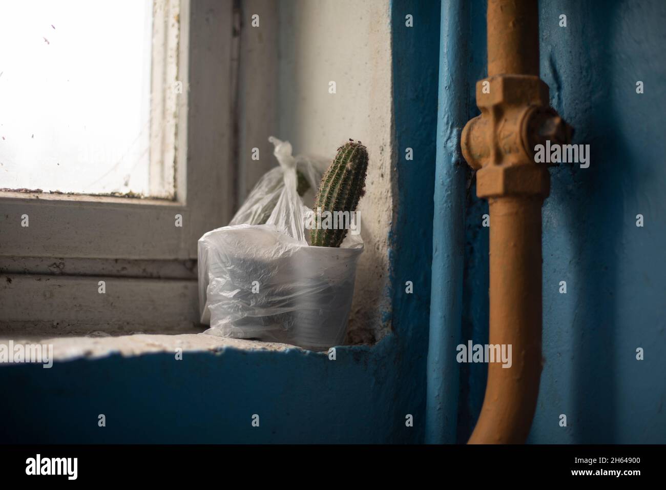 Cactus dans un pot sur le rebord de la fenêtre à l'entrée.Maisons en Russie de l'intérieur.Détails de l'infrastructure. Banque D'Images