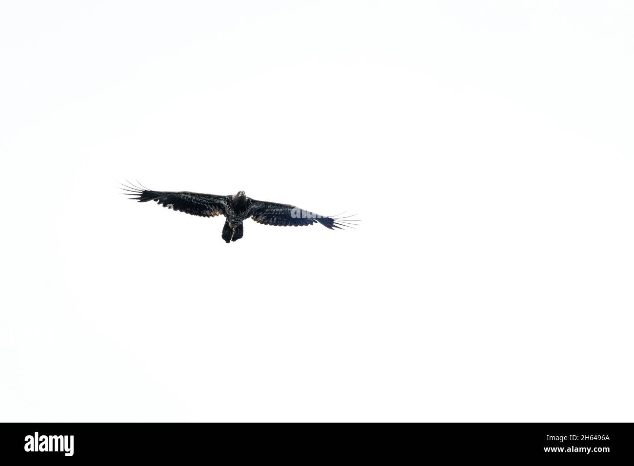 Issaquah, Washington, États-Unis.Jeune aigle à tête blanche en vol dans le parc national du lac Sammamish. Banque D'Images