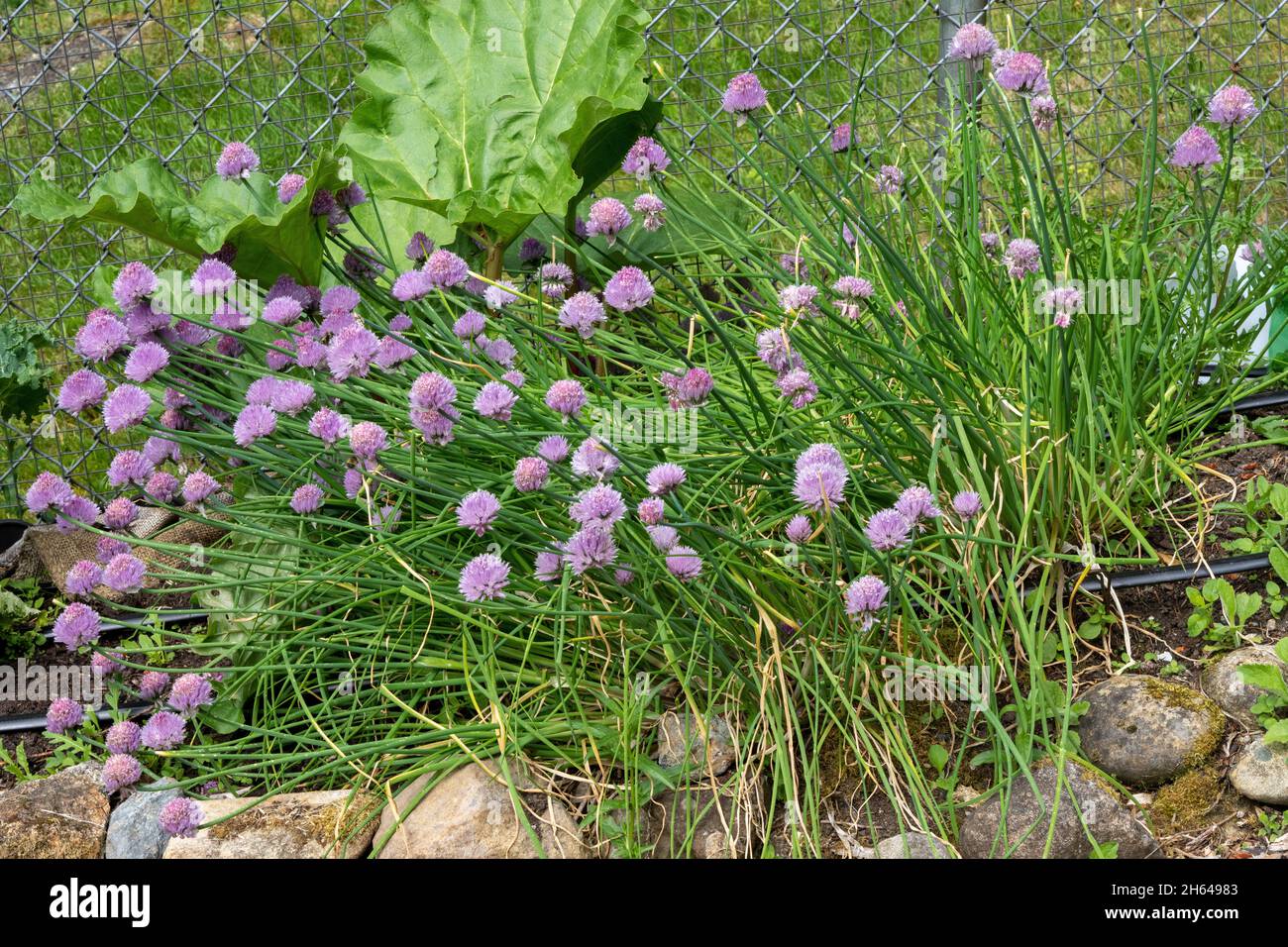 Issaquah, Washington, États-Unis.Plantes de ciboulette hivernales en fleurs Banque D'Images