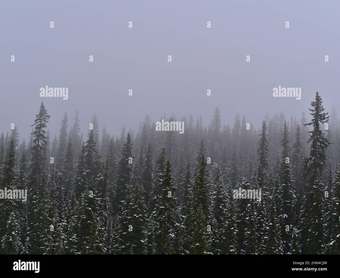 Paysage mystique avec forêt de conifères enneigée et silhouettes d'arbres qui disparaissent dans un brouillard épais dans le parc national Jasper, Alberta, Canada. Banque D'Images