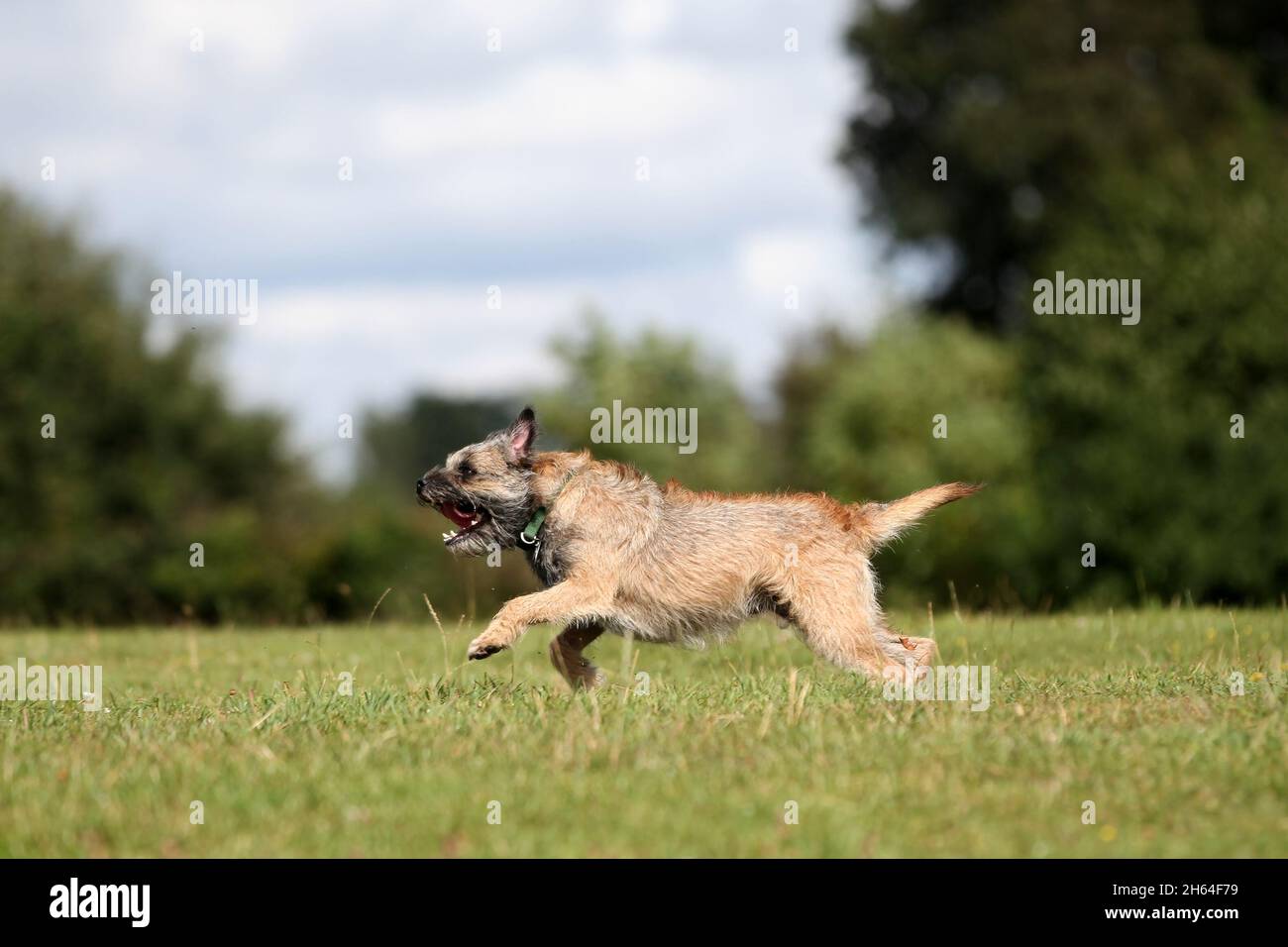 Border Terrier en train de courir Banque D'Images