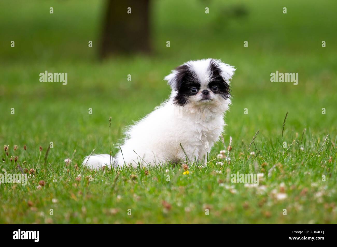 Mignon chien japonais dans le parc Banque D'Images