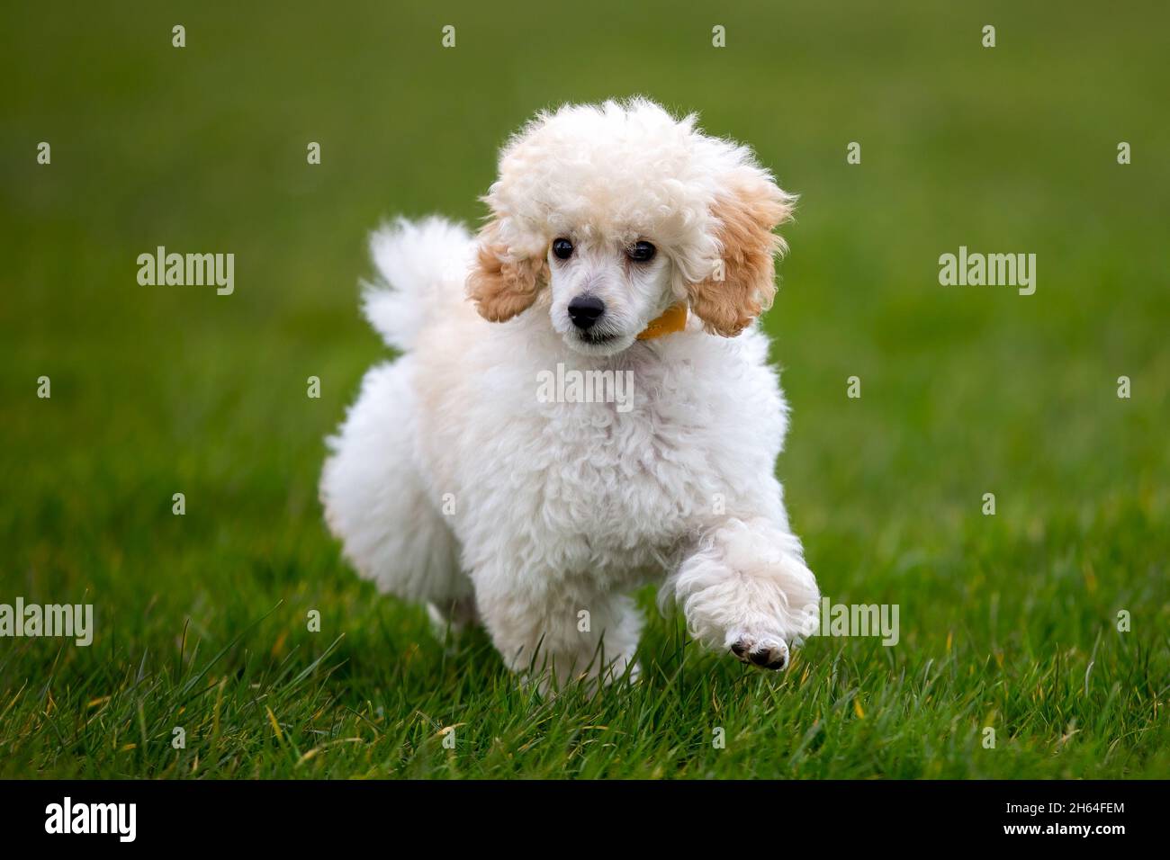 Petit chiot pour une promenade Banque D'Images