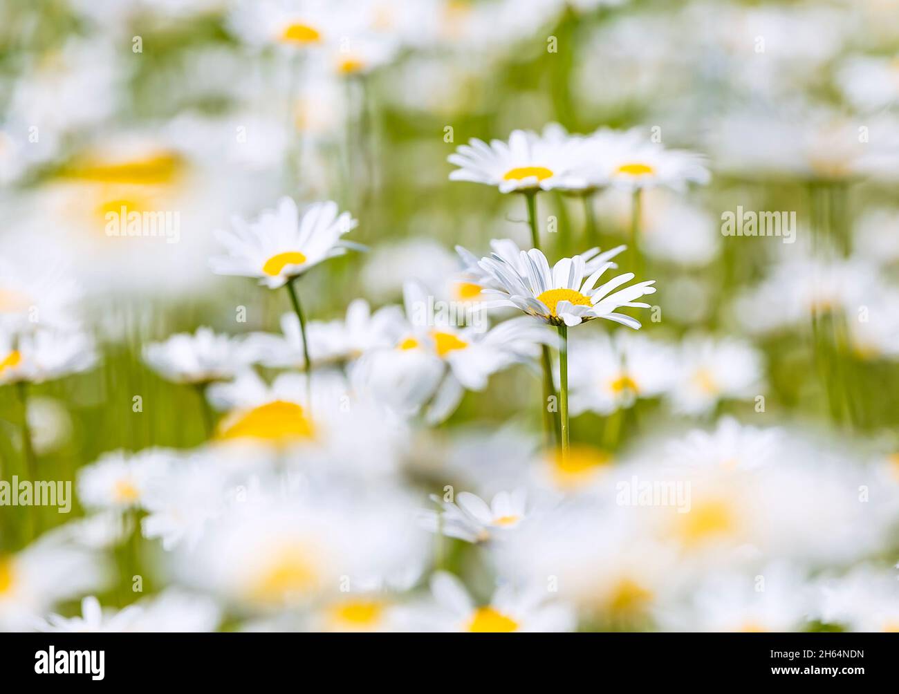 Magnifique fond de fleurs de champ de camomille.Scène nature avec chamomilles fleuris dans l'éclat du soleil.Fleurs d'été.Magnifique prairie d'été fond Banque D'Images