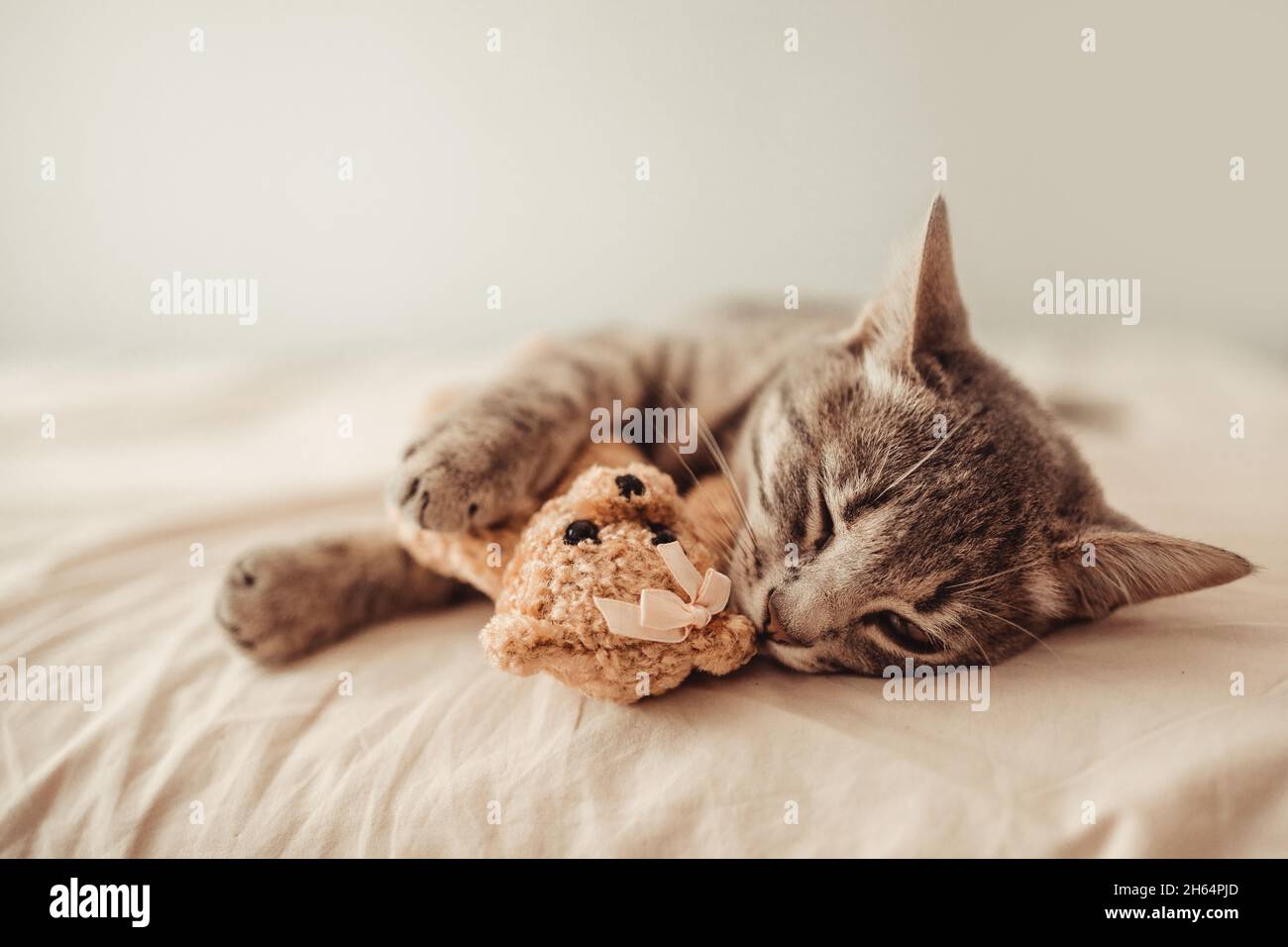 Le joli chaton en tabby se trouve dans une étreinte avec un jouet en peluche sur le lit.Le chat dort sur le canapé dans le salon.Doux rêve, réveillez-vous dans le Banque D'Images