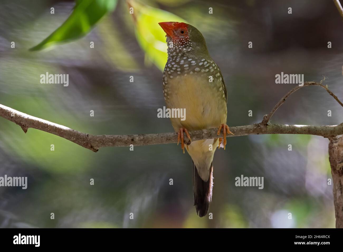 Australian Star Finch perchée sur une branche d'arbre Banque D'Images